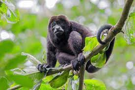 A howler monkey resting among rain-soaked rainforest leaves